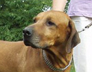 Photo: http://www.ridge.estranky.cz/clanky/rhodesian-ridgeback/Smolik