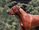 Photo: http://www.ridgeback-odcykasu.info/od_cykasu/Enca_PP/Shingi.v.jpg