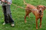 FATIMA BAHATI MANABOMI _ Rhodesian Ridgeback