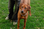 FATIMA BAHATI MANABOMI _ Rhodesian Ridgeback