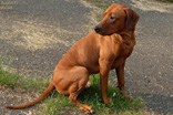 FATIMA BAHATI MANABOMI _ Rhodesian Ridgeback