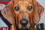 FATIMA BAHATI MANABOMI _ Rhodesian Ridgeback