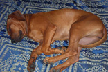 FATIMA BAHATI MANABOMI _ Rhodesian Ridgeback