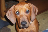 FATIMA BAHATI MANABOMI _ Rhodesian Ridgeback