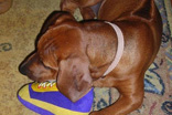 FATIMA BAHATI MANABOMI _ Rhodesian Ridgeback