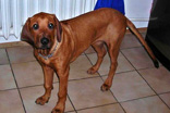 FATIMA BAHATI MANABOMI _ Rhodesian Ridgeback