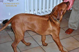 FATIMA BAHATI MANABOMI _ Rhodesian Ridgeback