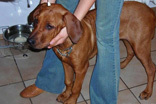 FATIMA BAHATI MANABOMI _ Rhodesian Ridgeback