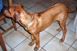 FATIMA BAHATI MANABOMI _ Rhodesian Ridgeback