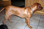 FATIMA BAHATI MANABOMI _ Rhodesian Ridgeback