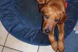 FATIMA BAHATI MANABOMI _ Rhodesian Ridgeback