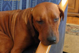 FATIMA BAHATI MANABOMI _ Rhodesian Ridgeback