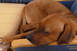 FATIMA BAHATI MANABOMI _ Rhodesian Ridgeback