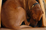 FATIMA BAHATI MANABOMI _ Rhodesian Ridgeback