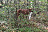 FATIMA BAHATI MANABOMI _ Rhodesian Ridgeback