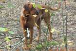 FATIMA BAHATI MANABOMI _ Rhodesian Ridgeback