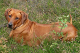 FATIMA BAHATI MANABOMI _ Rhodesian Ridgeback