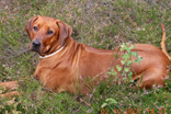 FATIMA BAHATI MANABOMI _ Rhodesian Ridgeback