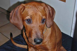 FATIMA BAHATI MANABOMI _ Rhodesian Ridgeback