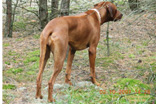 FATIMA BAHATI MANABOMI _ Rhodesian Ridgeback