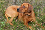 FATIMA BAHATI MANABOMI _ Rhodesian Ridgeback