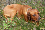 FATIMA BAHATI MANABOMI _ Rhodesian Ridgeback