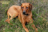 FATIMA BAHATI MANABOMI _ Rhodesian Ridgeback