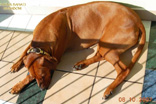 FATIMA BAHATI MANABOMI _ Rhodesian Ridgeback