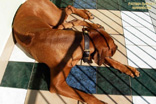 FATIMA BAHATI MANABOMI _ Rhodesian Ridgeback