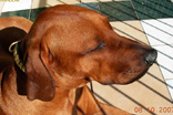 FATIMA BAHATI MANABOMI _ Rhodesian Ridgeback