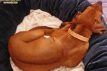 FATIMA BAHATI MANABOMI _ Rhodesian Ridgeback