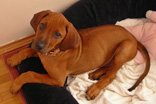 FATIMA BAHATI MANABOMI _ Rhodesian Ridgeback