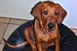 FATIMA BAHATI MANABOMI _ Rhodesian Ridgeback