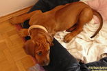 FATIMA BAHATI MANABOMI _ Rhodesian Ridgeback