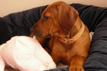 FATIMA BAHATI MANABOMI _ Rhodesian Ridgeback