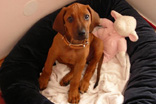 FATIMA BAHATI MANABOMI _ Rhodesian Ridgeback