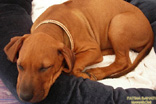 FATIMA BAHATI MANABOMI _ Rhodesian Ridgeback