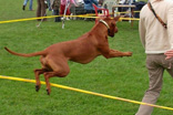 FATIMA BAHATI MANABOMI _ Rhodesian Ridgeback