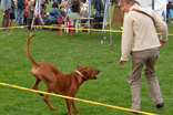 FATIMA BAHATI MANABOMI _ Rhodesian Ridgeback