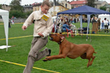 FATIMA BAHATI MANABOMI _ Rhodesian Ridgeback