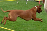 FATIMA BAHATI MANABOMI _ Rhodesian Ridgeback