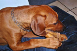 FATIMA BAHATI MANABOMI _ Rhodesian Ridgeback