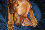 FATIMA BAHATI MANABOMI _ Rhodesian Ridgeback