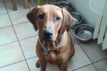 FATIMA BAHATI MANABOMI _ Rhodesian Ridgeback