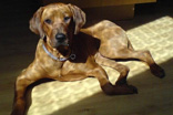 FATIMA BAHATI MANABOMI _ Rhodesian Ridgeback