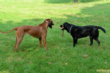 FATIMA BAHATI MANABOMI _ Rhodesian Ridgeback