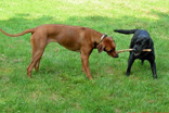 FATIMA BAHATI MANABOMI _ Rhodesian Ridgeback