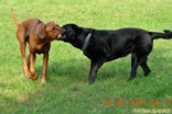 FATIMA BAHATI MANABOMI _ Rhodesian Ridgeback