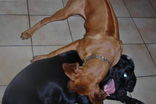 FATIMA BAHATI MANABOMI _ Rhodesian Ridgeback