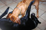 FATIMA BAHATI MANABOMI _ Rhodesian Ridgeback